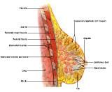 Anatomie: thorax,borstwand,ribben,costae,borst, mamma,pectoralis major,pectorals,axallaris,subcluvia,serratus,scapularis,sternum,scapula,aureola,nipple,tepel.